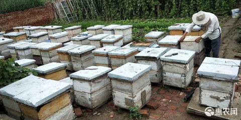 纯蜂蜜50元一斤,纯蜂蜜价格一斤多少