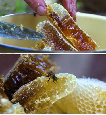 结晶的蜂蜜是纯的还是不纯,结晶的蜂蜜好还是不结晶的好百度贴吧