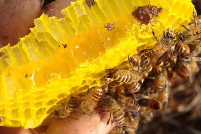 真蜂蜜和假蜂蜜咋分辩(如何区分真蜂蜜和假蜂蜜)