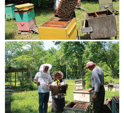 俄罗斯蜂蜜10元1斤是真蜂蜜吗(俄罗斯蜂蜜真便宜到底是真的假的)