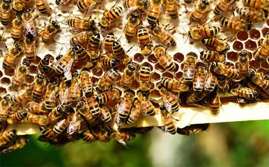 真蜂蜜鉴定最简单(真蜂蜜检验方法)