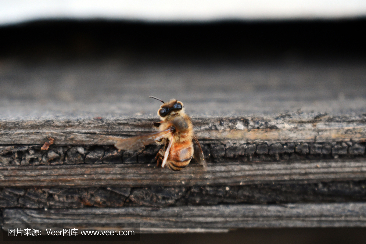 有条纹的蜂蜜是否是真蜂蜜(蜂蜜条的作用是什么)